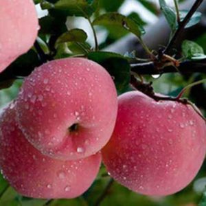 【素食養(yǎng)生】時而驕陽時而雨 多吃這五種食物謹(jǐn)防感冒